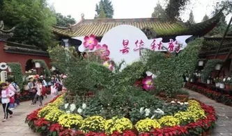 昆明中秋賞菊正當時，曇華寺公園精品科普菊花展盛大開幕